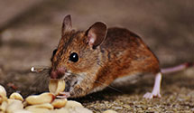 24 Hour & Emergency Exterminators in Limon, CO